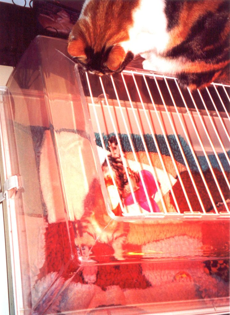 Kitten na verwijderen afgebeten voedingssonde, zwaait naar de kat van de dierenarts.