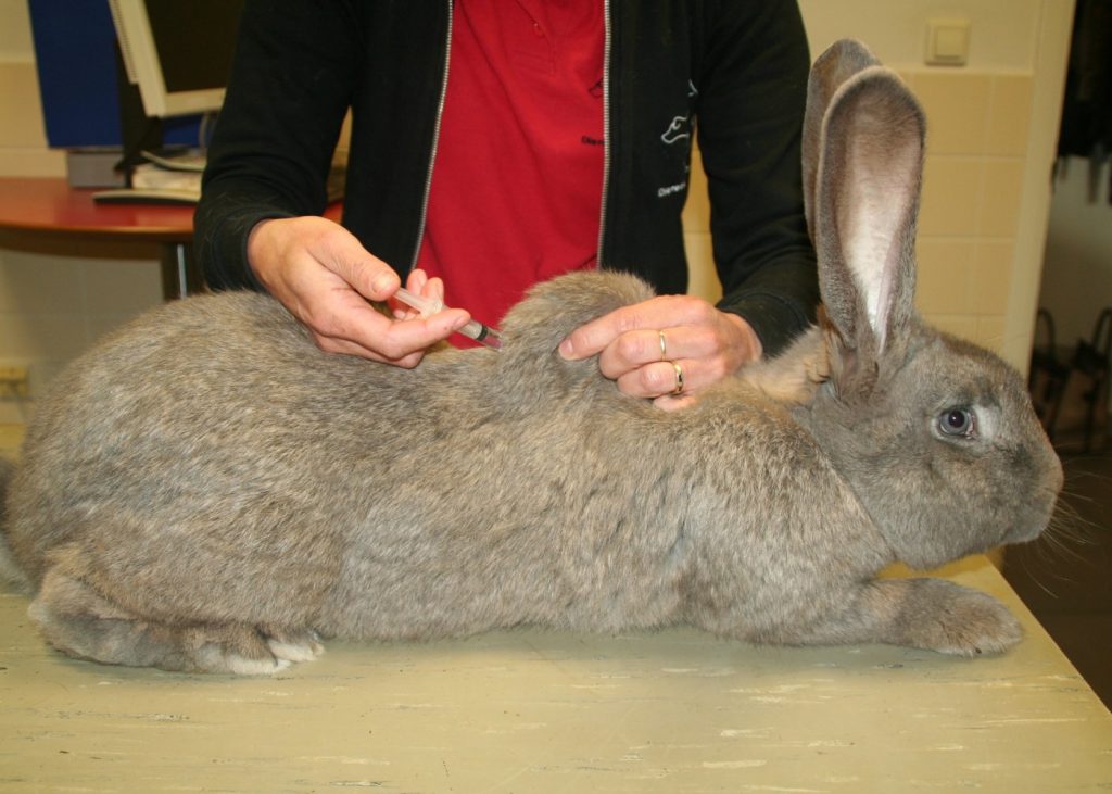 afbeelding Uitbraak van een dodelijke ziekte onder konijnen