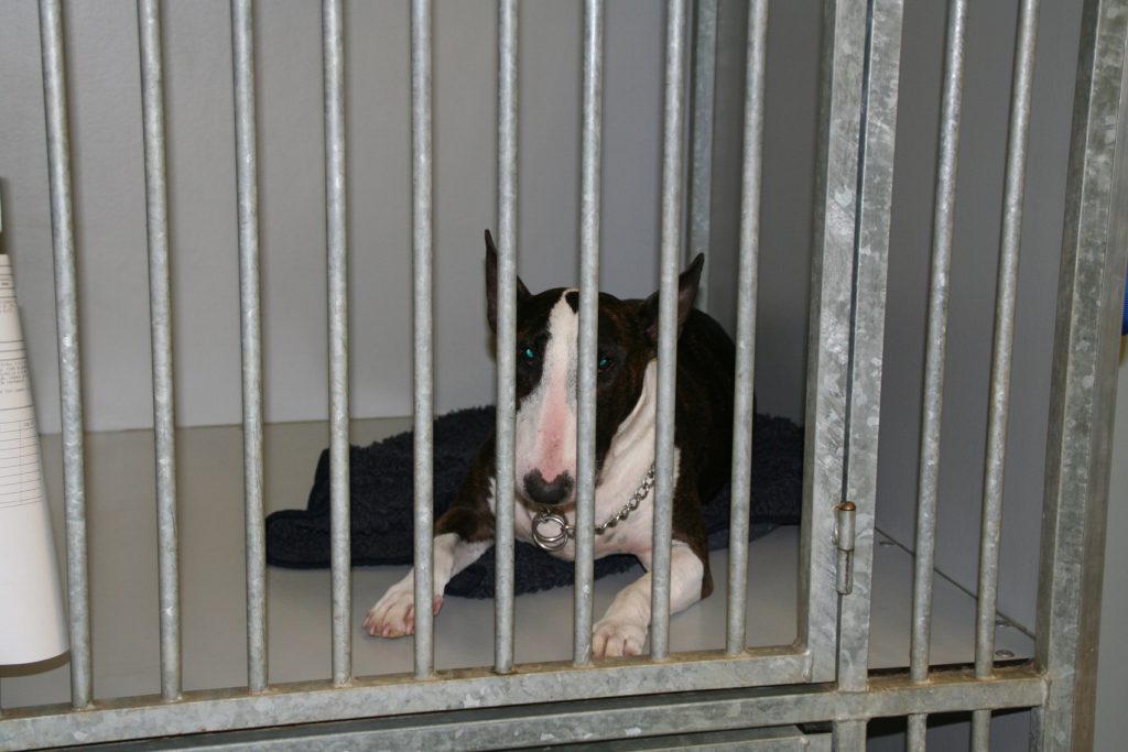 afbeelding Bowie de brakende hond