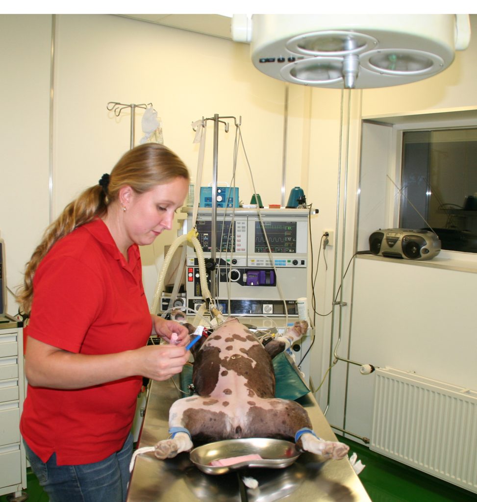 Bull terrier wordt voorbereid voor operatie