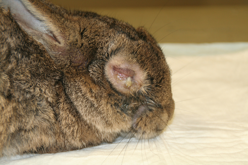 afbeelding Nieuwe konijnen enting