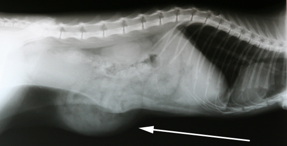 Bij de pijl is 1 van de buikwand breuken te zien.