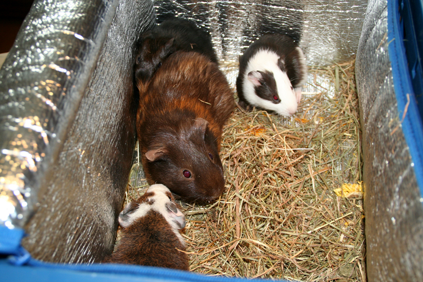 afbeelding Otje, een keizersnede bij de cavia