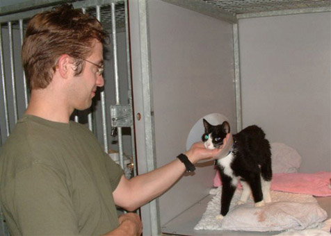 Pietje een aangereden kat, die het uiteindelijk gered heeft.