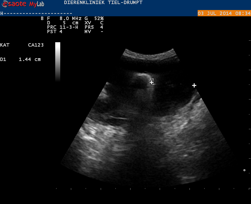 De verdikte darmwand van de kat Rochard
