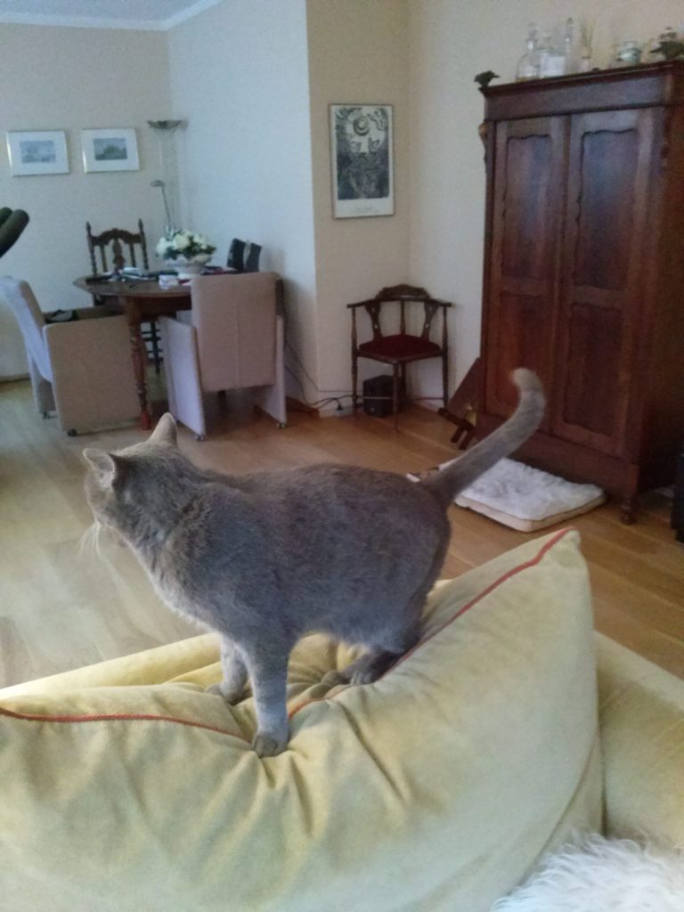 afbeelding Brakende kat