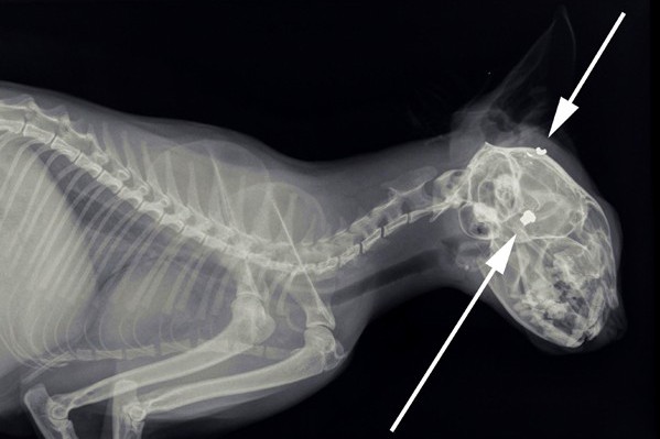 Dierenkliniek Tiel-Drumpt: Kat beschoten in Maurik: Bij de pijlen zijn de verschillende bukskogeltjes te zien.