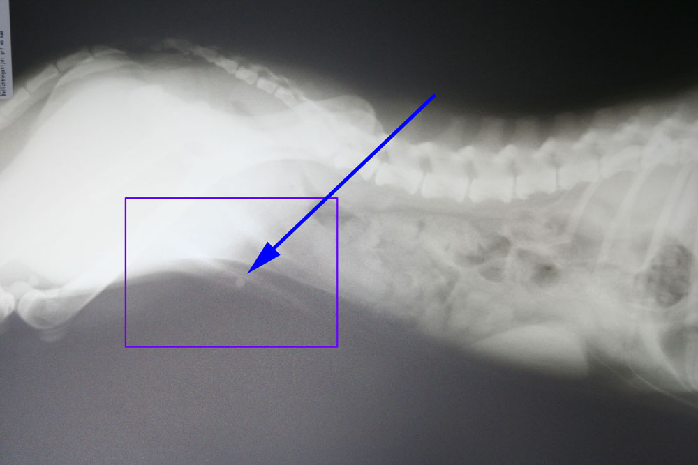 Er zit een steentje in het penisbotje.