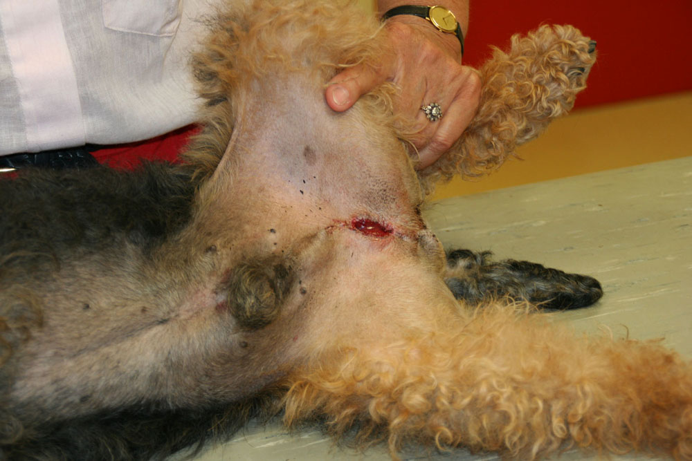 Dierenkliniek Tiel-Drumpt: Een reu die moeilijk tot niet kan plassen: Uiteindelijk was het nodig om een stoma te maken.