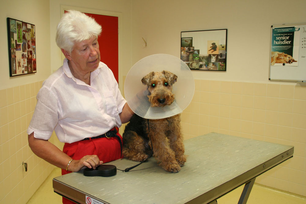 Dierenkliniek Tiel-Drumpt: Een reu die moeilijk tot niet kan plassen: Jur was blij dat hij weer kon plassen.