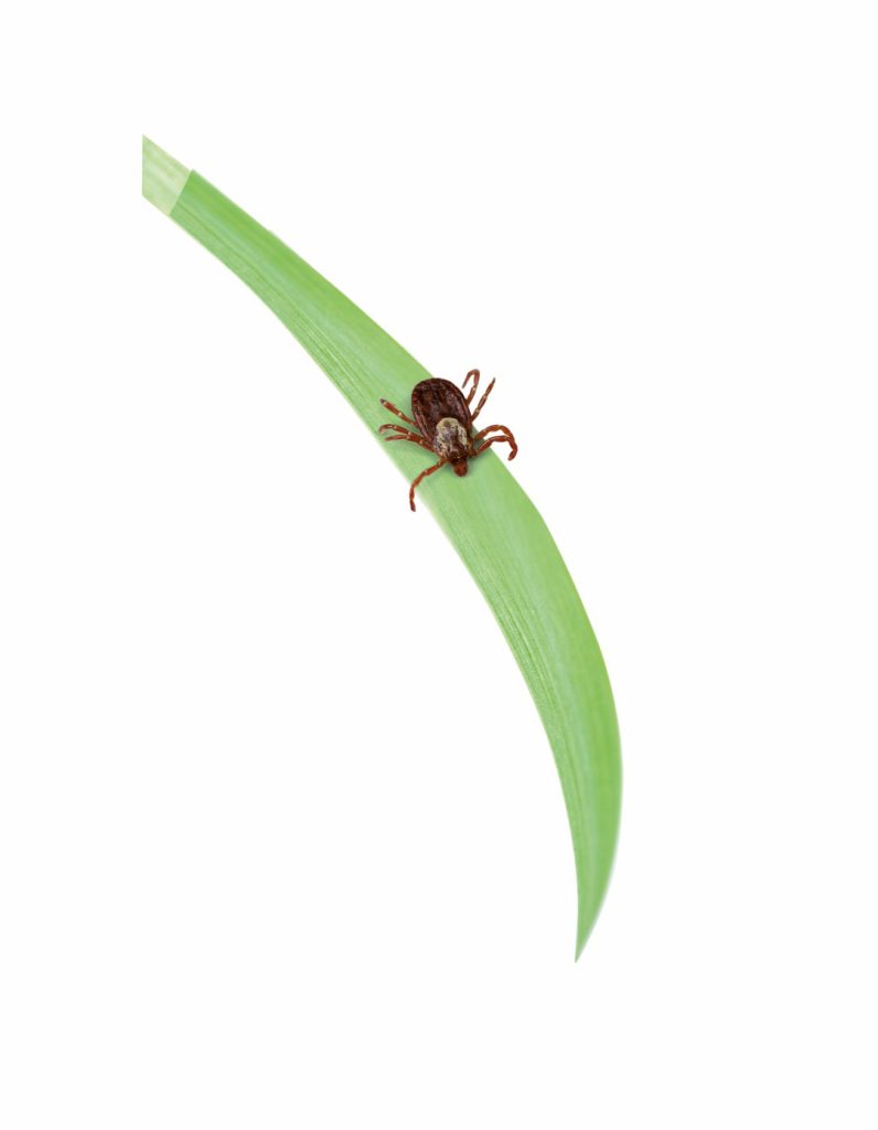 afbeelding Bescherm uw hond tegen de ziekte van Lyme