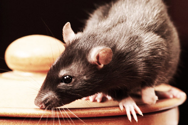 afbeelding Nieuw vaccin Ziekte van Weil