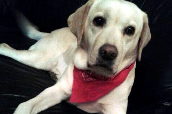 afbeelding Benauwde hond