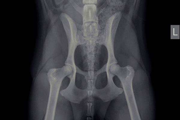 afbeelding Heupdysplasie (HD)