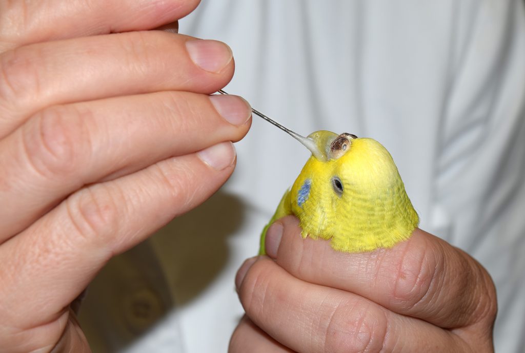 afbeelding Vogelgeneeskunde