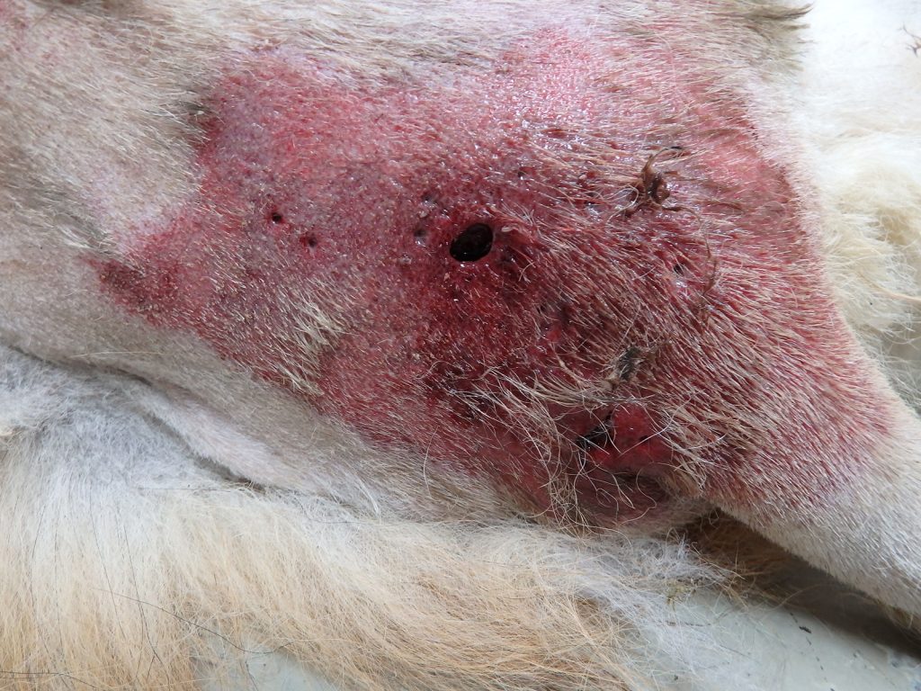 Dierenkliniek Tiel-Drumpt: Maden kunnen echt gaten in de huid maken bij onder andere honden, katten, konijnen en cavia's