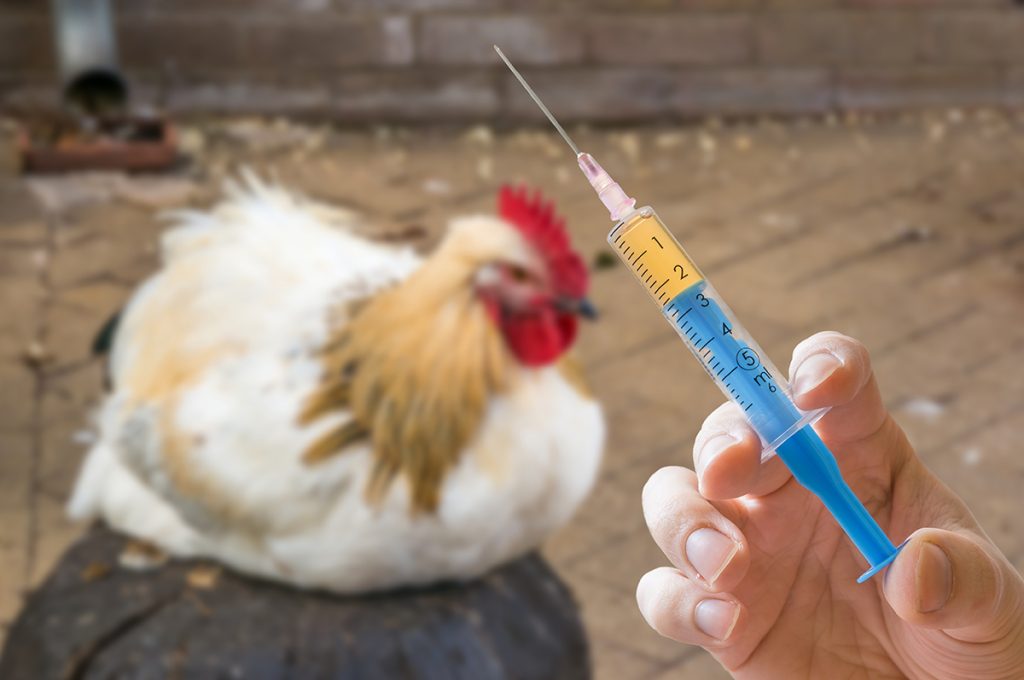 afbeelding Vaccinatie in verband met vogelgriep