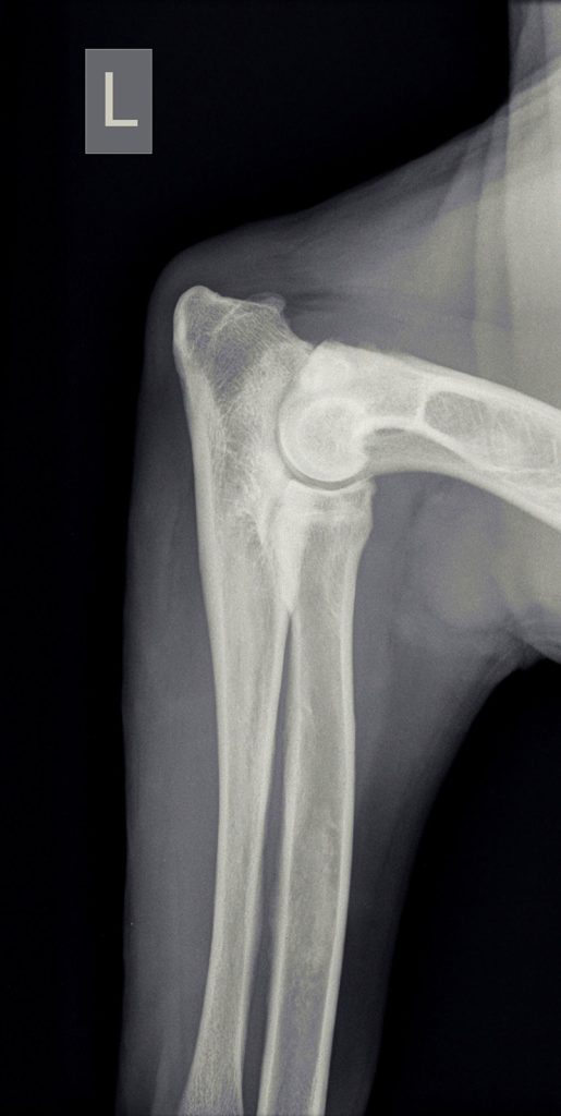 Dierenkliniek Tiel-Drumpt: Groeipijn wordt met name gezien bij de grotere hondenrassen.