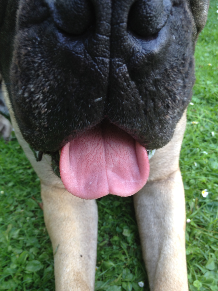 afbeelding De hondentong, hygiënisch of eigenlijk niet?