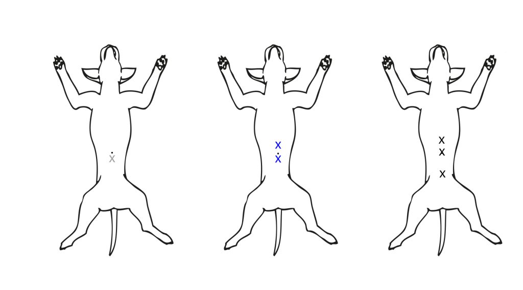 Dierenkliniek Tiel-Drumpt: laparoscopische sterilisaties bij de hond, worden via 1, 2 of 3 gaatjes gedaan.