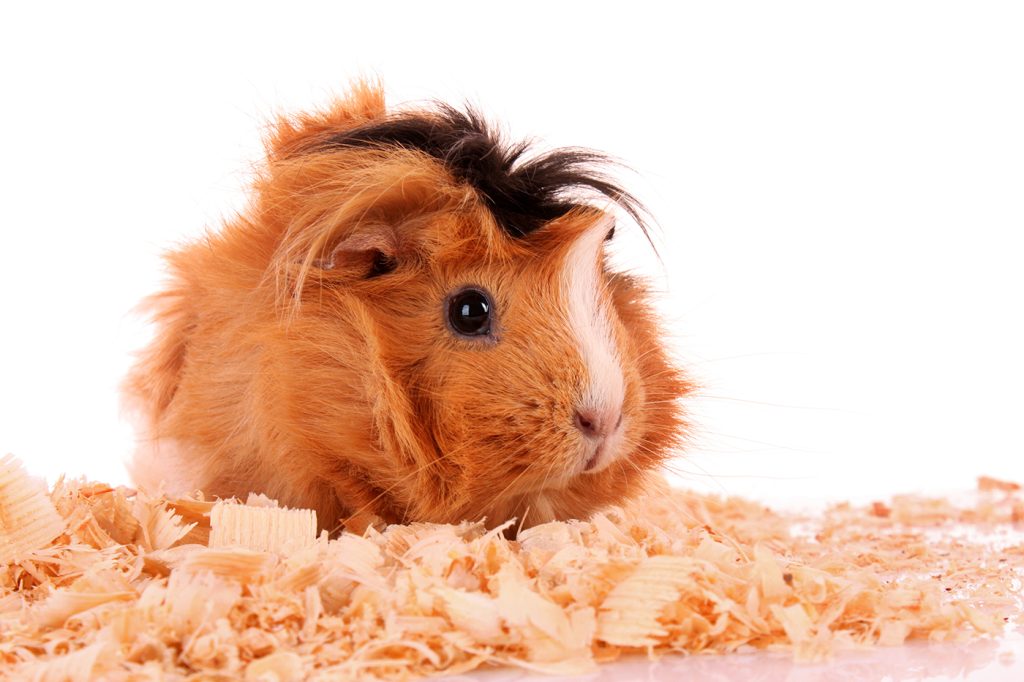 afbeelding Zaagsel in het hok van uw konijn of knaagdier..schadelijk?!