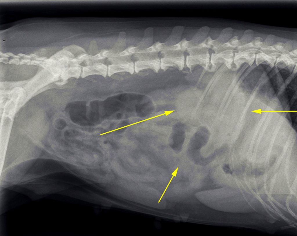 Dierenkliniek Tiel-Drumpt: Op deze röntgenfoto, van een hond met buikpijn, is verlies van structuur te zien.