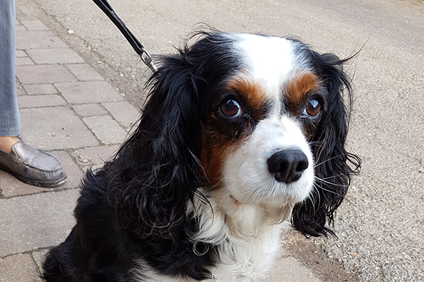 afbeelding Een hond met buikpijn