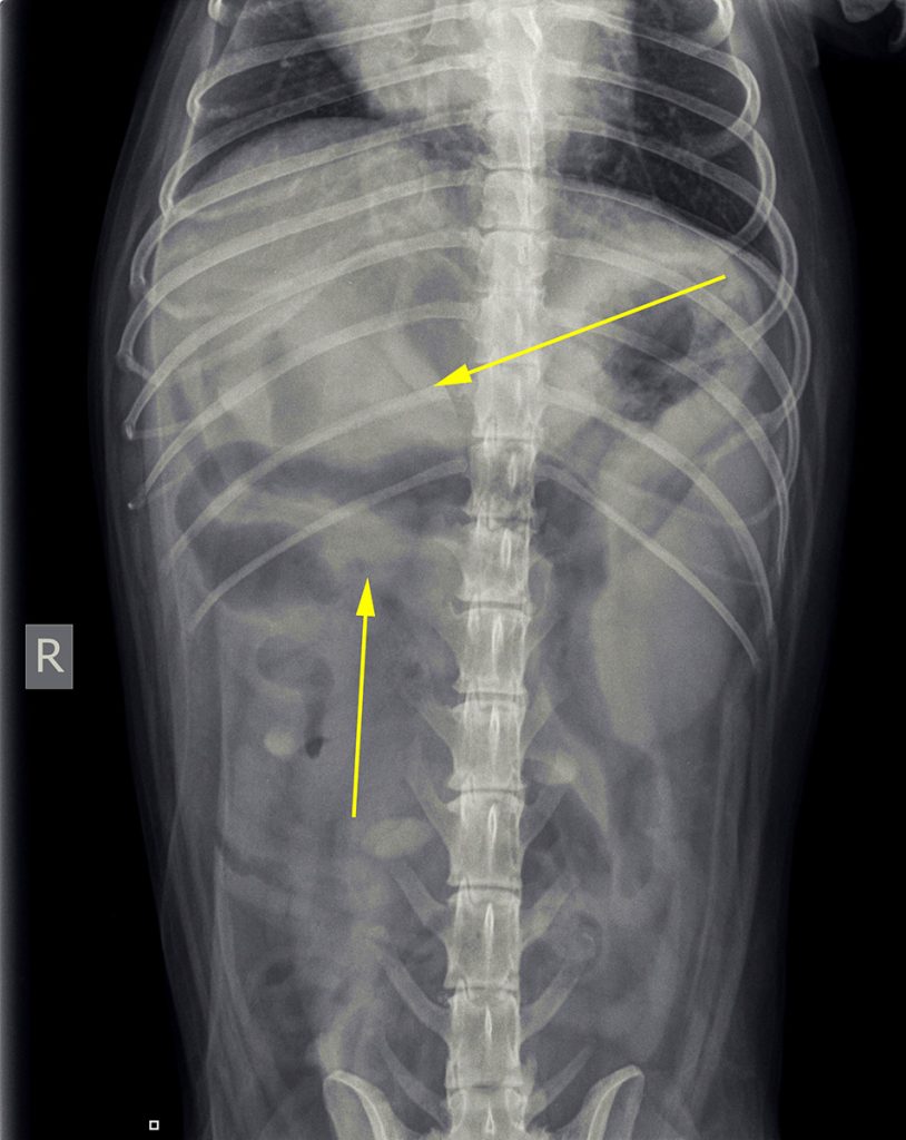 Dierenkliniek Tiel-Drumpt: Dit hondje had behoorlijke buikpijn en op de röntgenfoto zien we een afwijking ter hoogte van de pijlen.