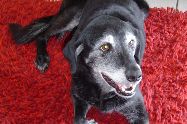 afbeelding Een brakende hond