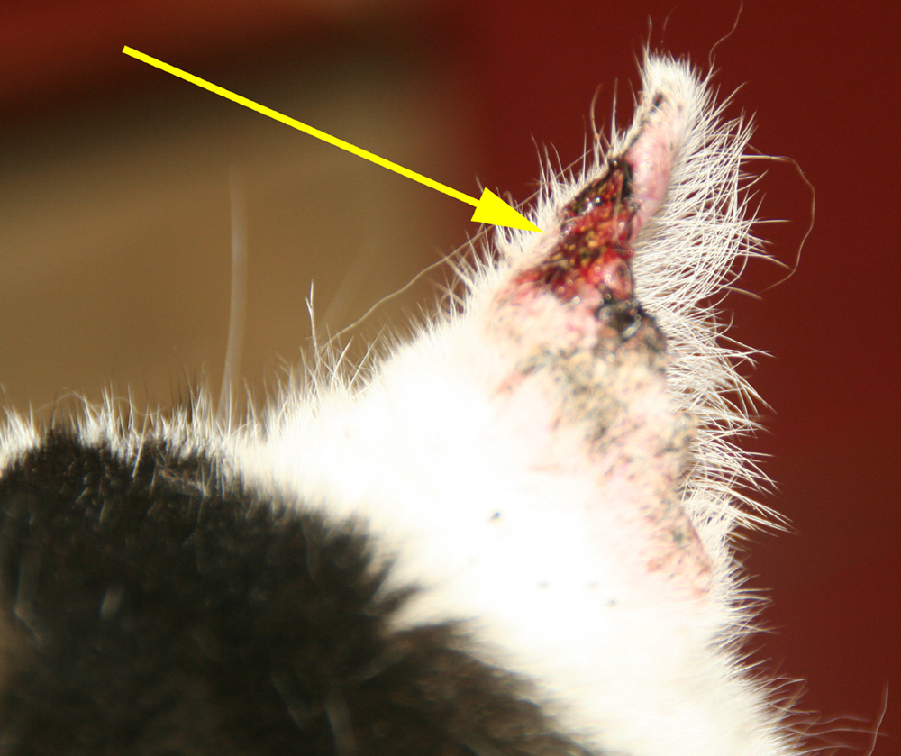 afbeelding Plaveiselcelcarcinoom