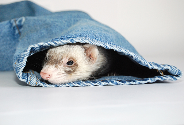 Dierenkliniek Tiel-Drumpt: De fret houdt ervan om in en onder dingen te kruipen. Het is dus van belang om hiermee, bij de huisvesting van de fret, rekening te houden.