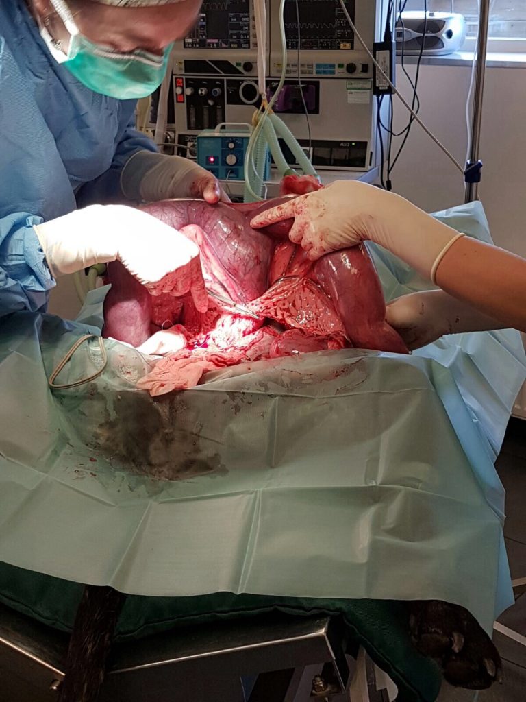 Dierenkliniek Tiel-Drumpt: Via een buikoperatie wordt de ontstoken baarmoeder van de hond verwijderd.