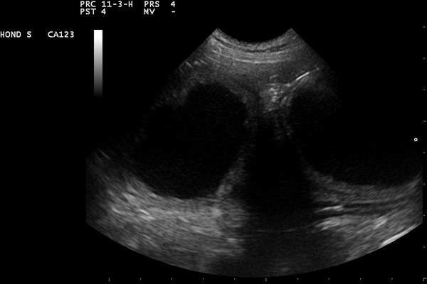 afbeelding Bloedverlies uit de vagina bij een hond