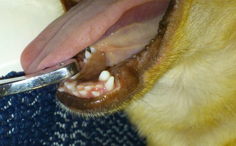 afbeelding Wanneer moeten melkelementen verwijderd worden?