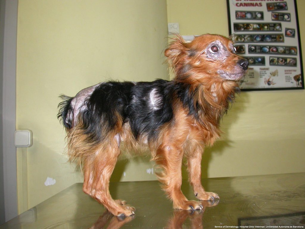 Dierenkliniek Tiel-Drumpt: Leishmania kan bij de hond vele verschijningsvormen hebben. (Bron: Virbac)