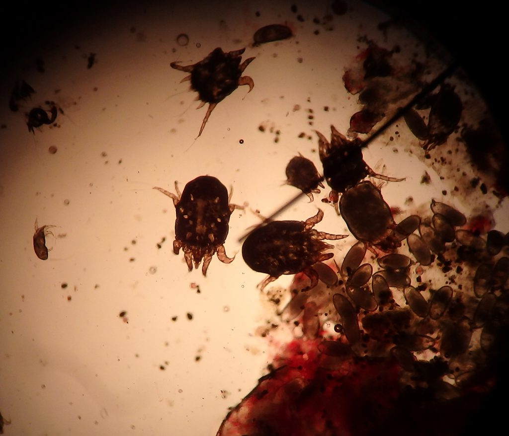 Dierenkliniek Tiel-Drumpt: Met behulp van de microscoop zag de dierenarts al deze oormijten en eieren. Dit kwam uit materiaal, wat verwijderd was uit de oren van een konijn.