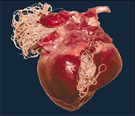 Dierenkliniek Tiel-Drumpt: Hartwormziekte: Een hart met daarin hartwormen (bron: Novartis)