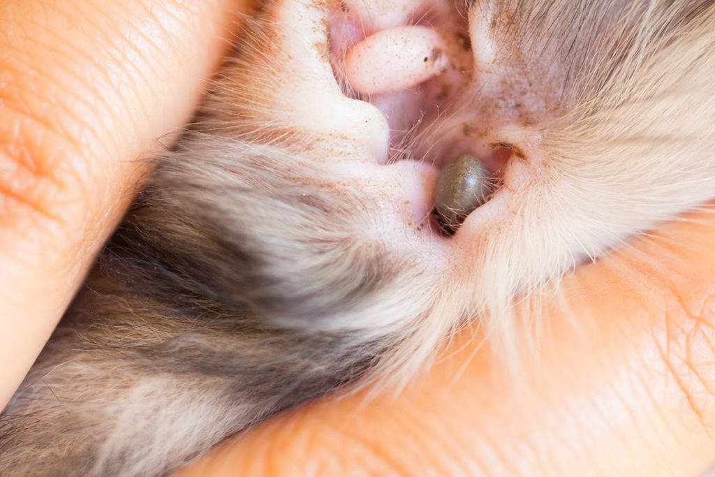 afbeelding Ziekte van Lyme