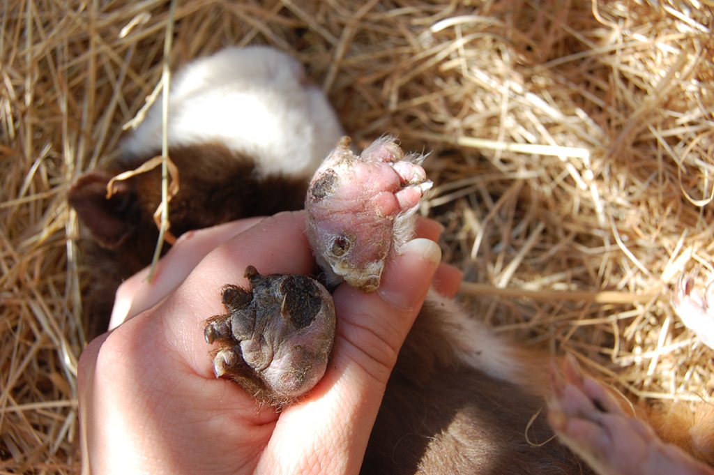 Dierenkliniek Tiel-Drumpt: Een cavia met Bumble Feet.
