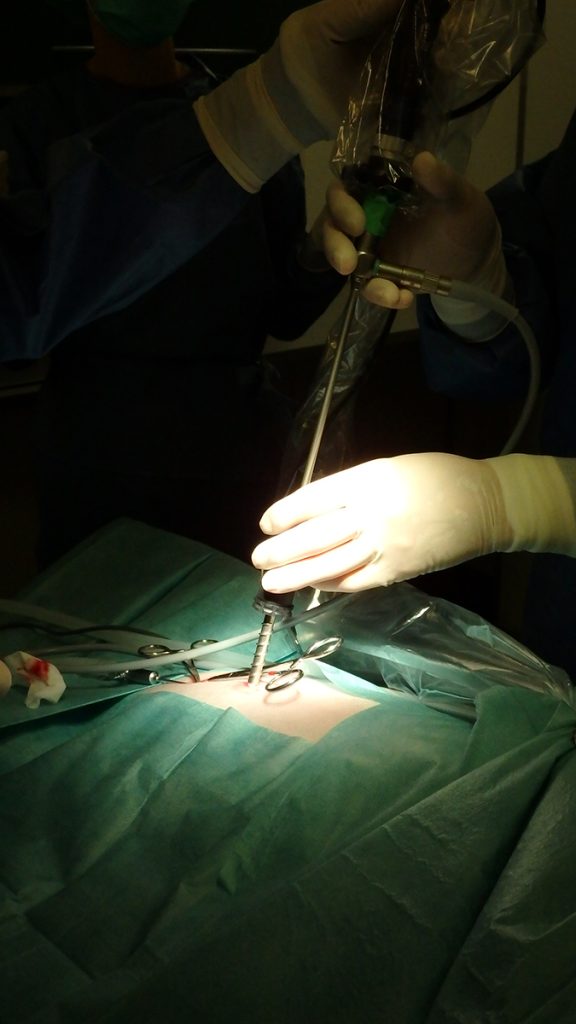 Dierenkliniek Tiel-Drumpt: Laparoscopische sterilisatie bij de hond: Het plaatsen van de scoop.