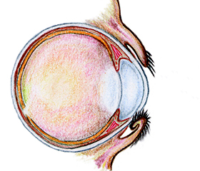 afbeelding Entropion