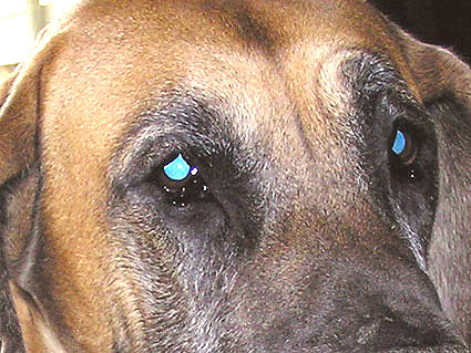 Dierenkliniek Tiel-Drumpt: De meeste doggen hebben meer of minder last van entropion, zo ook de Duitse Dog.