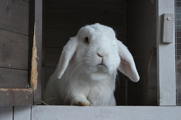 Dierenkliniek Tiel-Drumpt: Het koppelen van konijnen. Konijnen leven graag samen.