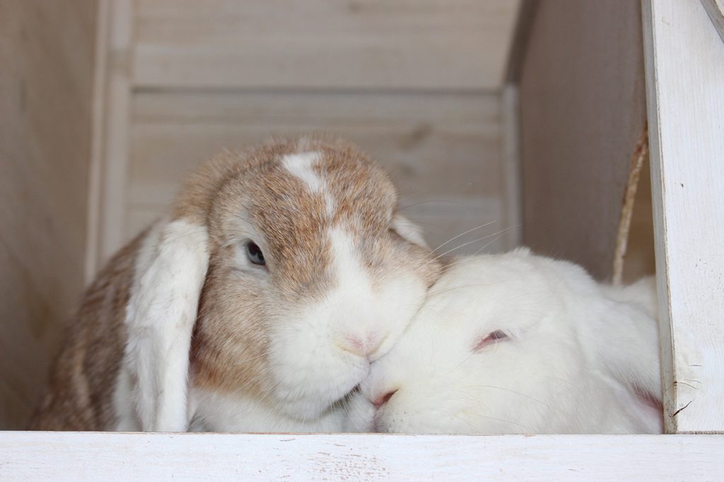 Dierenkliniek Tiel-Drumpt: Het koppelen van konijnen kan soms lastig gaan. Maar het is het meestal uiteindelijk wel waard.