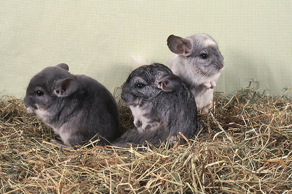Dierenkliniek Tiel-Drumpt: Chinchilla's zitten graag samen.
