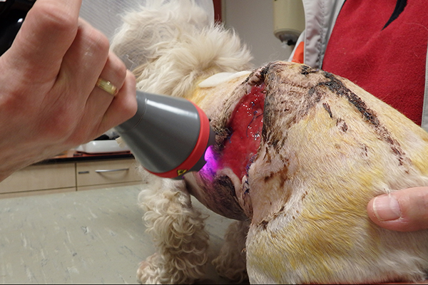 Dierenkliniek Tiel-Drumpt: Wonden bij honden, katten en andere dieren kunnen goed behandeld worden met laserbehandeling.