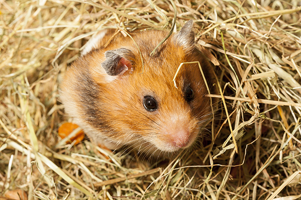Dierenkliniek Tiel-Drumpt: Er zijn allerlei weetjes te noemen over hamsters.