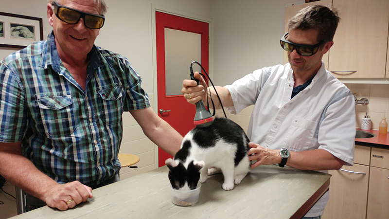 Dierenkliniek Tiel-Drumpt: Katten zijn door hun bewegelijkheid een hele uitdaging bij lasertherapie.