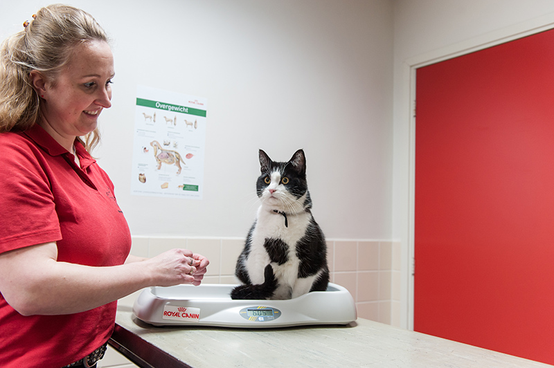 Dierenkliniek Tiel-Drumpt: Josina heeft zich toegelegd op voeding. Zij is dan ook degene die de meeste voedingsadviezen geeft. Daarnaast helpt zij de dieren met het afvallen.