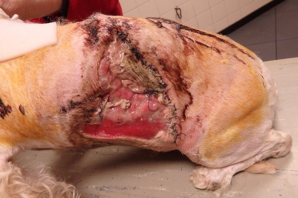 Dierenkliniek Tiel-Drumpt: De gebeten hond: afstervende huid aan de linker zijde.